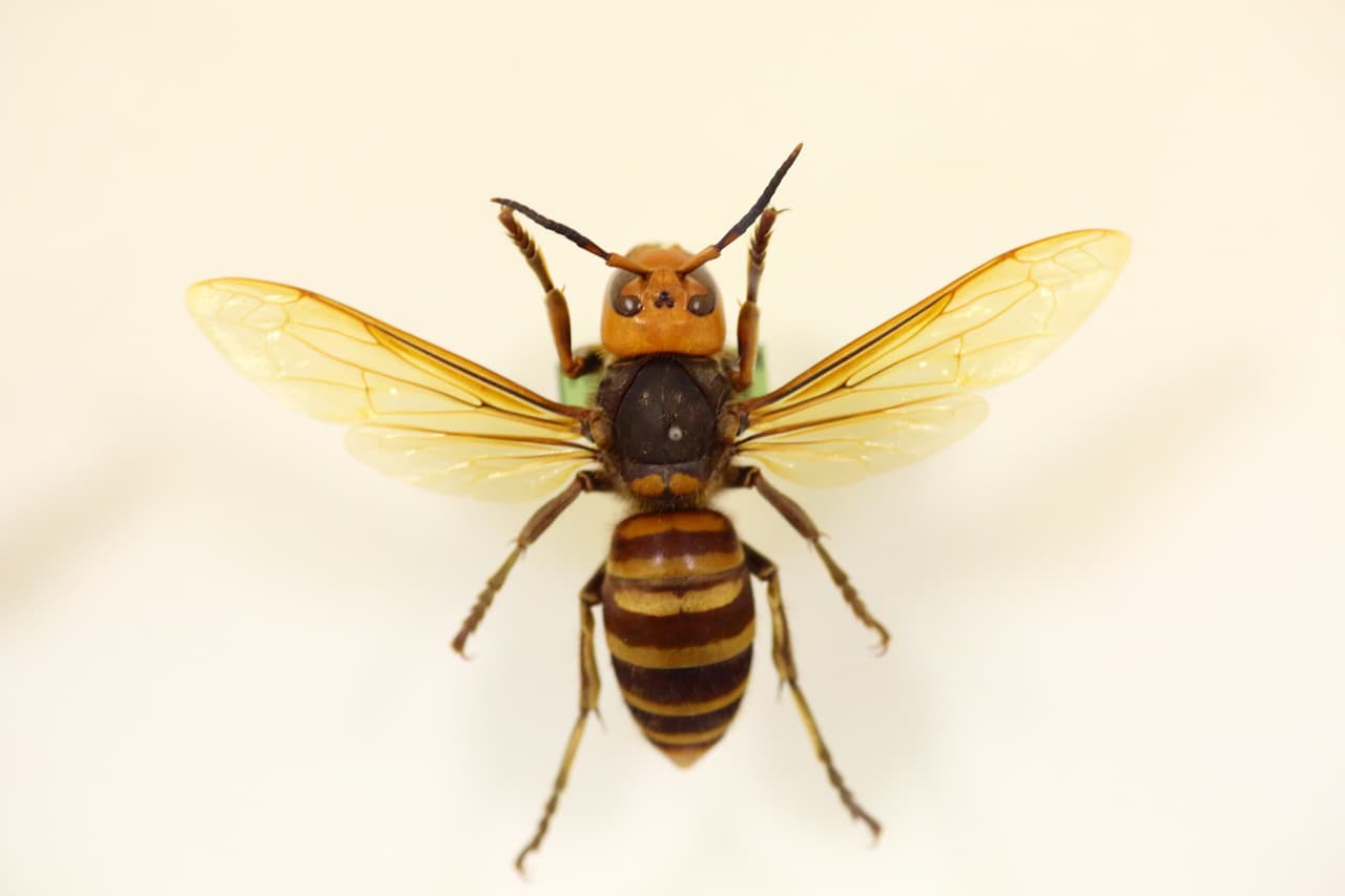 Esta especie puede destruir colonias completas de abejas, siendo ellas su principal alimento.