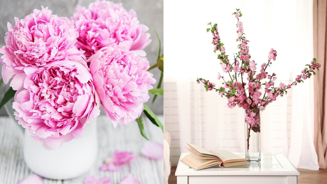 Estas son las 4 flores que no deben faltar en tu casa para tener buena suerte