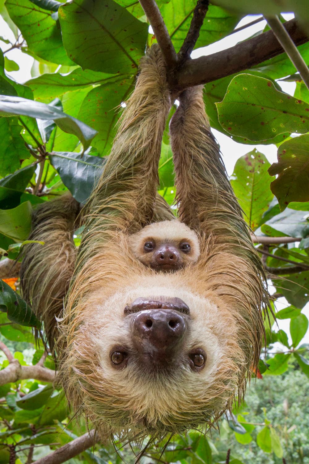 <b>‘El perezoso de dos dedos de Hoffmann’</b>
<br>
<br>Una madre perezoso y su bebe de dos meses, después de que fueron rescatados cuando el árbol donde estaban trepados fue talado. 
<br>
<br>“Milagrosamente sobrevivieron a la caída y solo sufrieron heridas leves, después fueron llevados nuevamente a la naturaleza cerca del Parque Nacional Cahuita, en Costa Rica”, explica la fotógrafa.
<br>