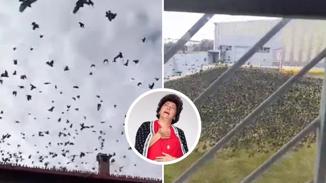 Miles de pájaros negros invaden ciudad mexicana como en película de terror: video causa terror