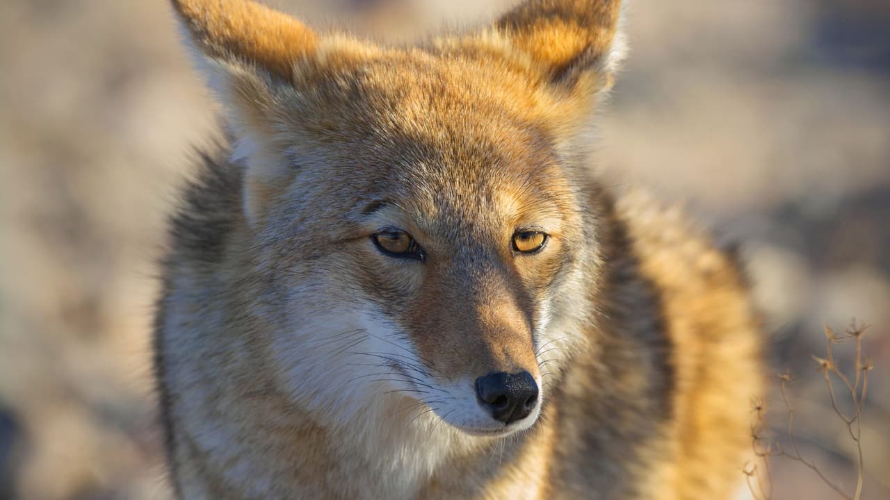Temporada de coyotes en Dallas: Lo que debes saber para mantener a tu familia y mascotas a salvo