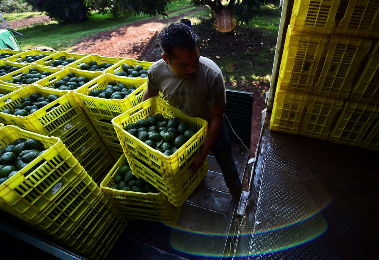 Un trabajador del campo carga un camión en Uruapan, en el estado de Michoacán. Estados Unidos compra la mayoría de aguacates mexicanos.