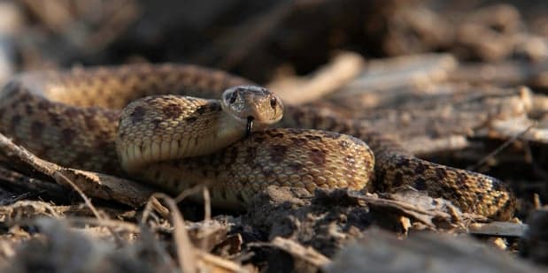 Si caminas con una mascota, llévala siempre con una correa, sobre todo si van por terreno silvestre. Evita zonas donde la hierba es alta o de mucha maleza, ya que es donde se esconden las serpientes.