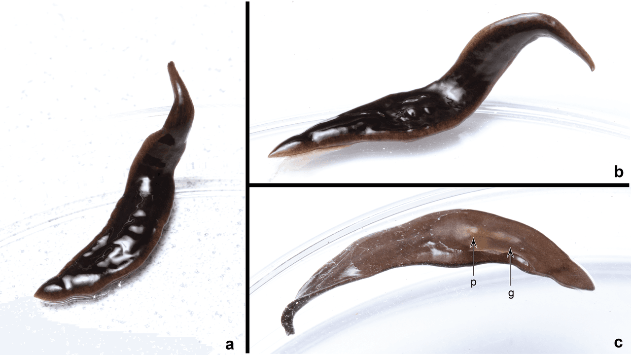 La nueva especie de gusanos planos que invade el sureste de Estados Unidos y tiene consternados a los científicos 
