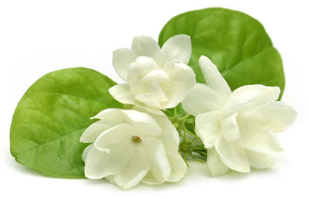 Además, gracias a su genial aroma, es un excelente tratamiento natural para tratar la depresión, pues ayuda a animar la mente y sentirnos mejor con nosotros mismos. Por eso su aceite esencial y fragancia es esencial.