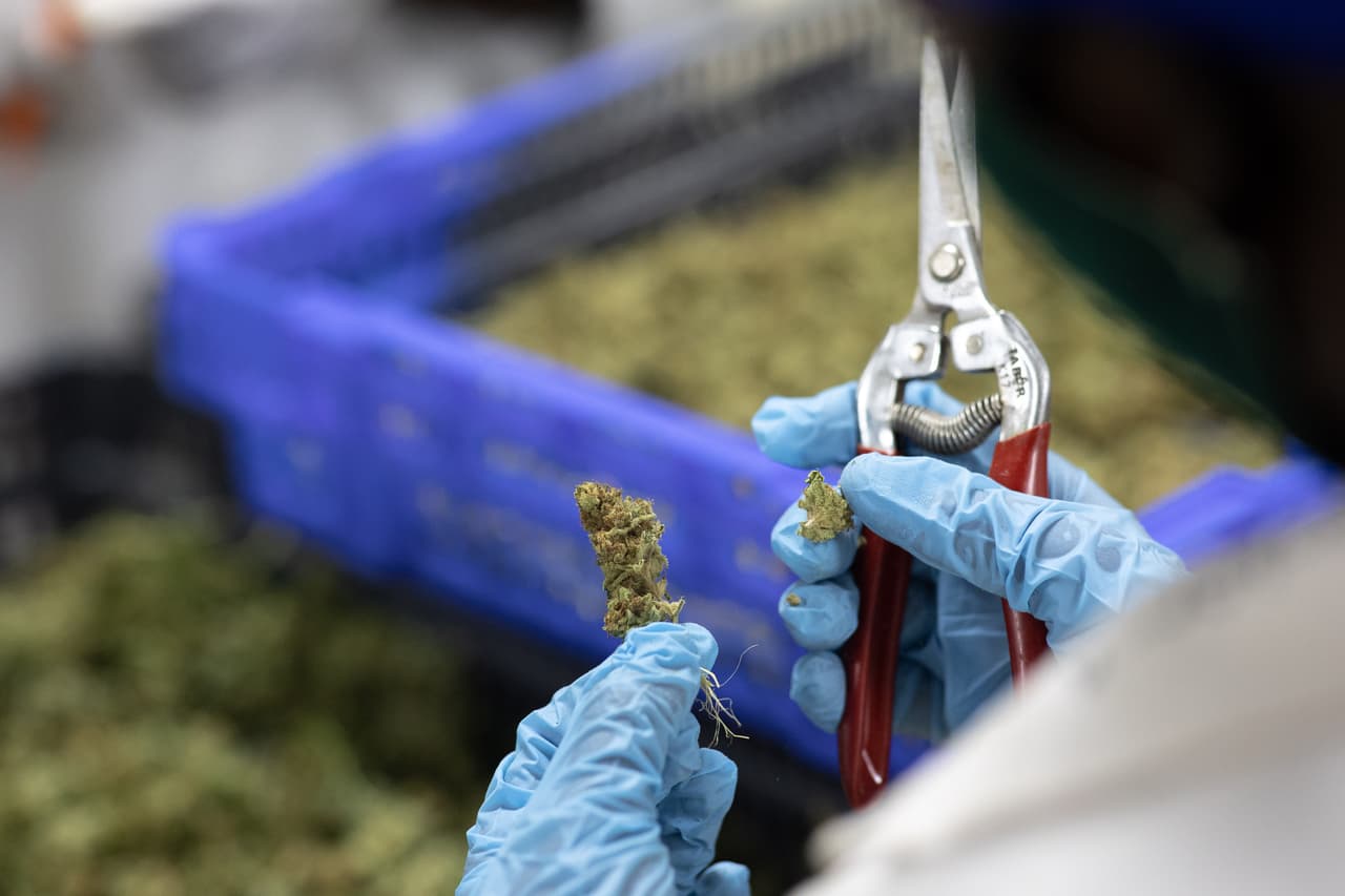 Los hongos psicodélicos frenan la despenalización de la marihuana en Nueva Jersey 