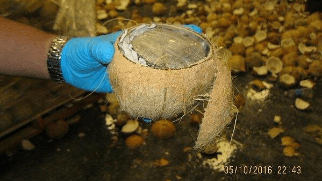 <h3 class="cms-H3-H3"><b>En cocos</b></h3>
<br>Los agentes encontraron poco más de media tonelada de supuesta marihuana 
<a href="https://www.univision.com/local/san-antonio-kwex/decomisan-mariguana-escondida-en-cocos-en-la-frontera-de-texas" target="_blank">escondida dentro de cocos</a>. Esto fue en el Puente Internacional Pharr-Reynosa y la droga fue valuada en $285,000.