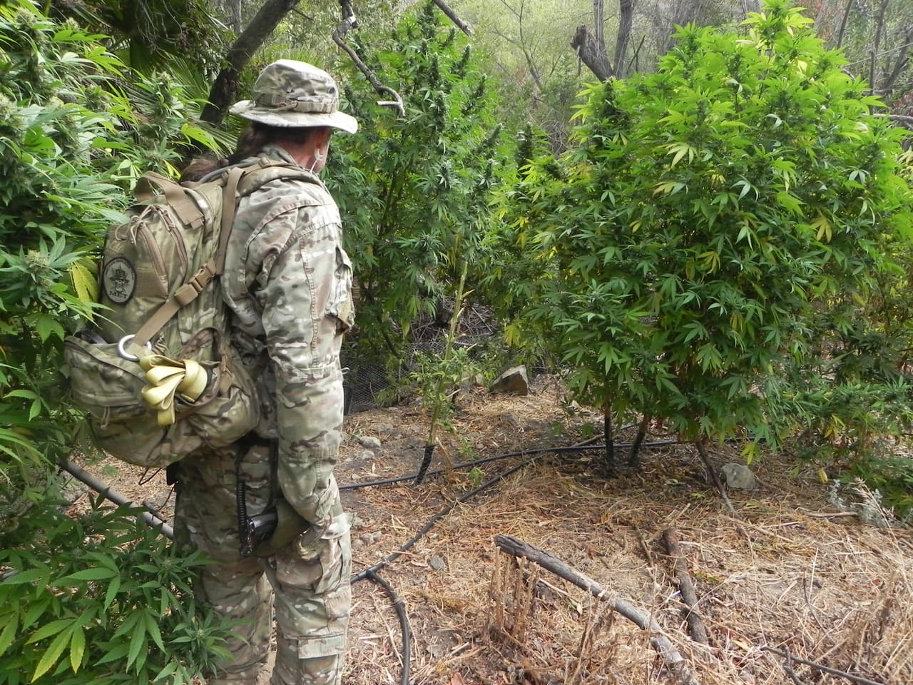 Algunas de las plantas de marihuana descubiertas en septiembre de 2016 en un paraje de Los Ángeles medían hasta 10 pies de altura.