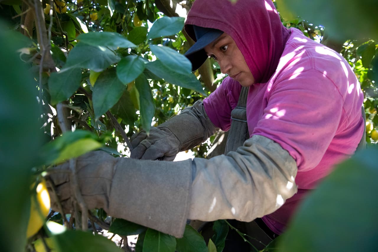 La gran mayoría de estos trabajadores agrícolas son inmigrantes de origen hispano. Muchos trabajan sin cubrebocas y no están familiarizados con las normas de distanciamiento social, una situación complicada para detener un brote de covid-19 en caso de que uno de ellos resulte positivo a la enfermedad.