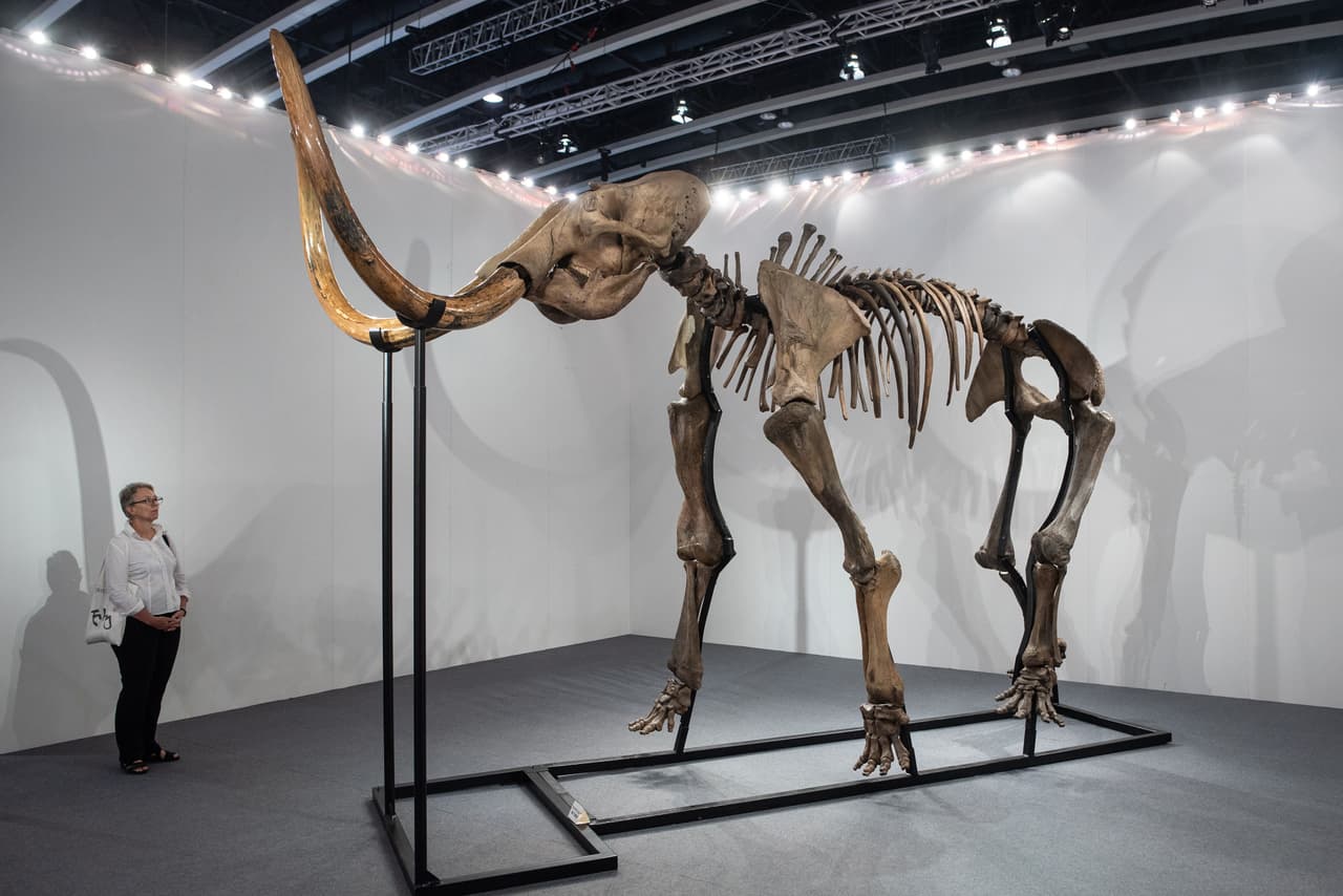 Un esqueleto de mamut lanudo adulto, que se puede apreciar su tamaño con la escala de un humano. Los mamuts figuraron significativamente en el arte de los humanos primitivos. 
<b>La mayoría de los mamuts eran tan grandes como los elefantes modernos.</b>