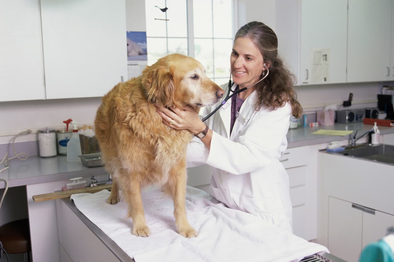 <b>Puesto 10. Veterinario/a.</b> Salario promedio: 93,830 dólares. Tasa de desempleo: 0.4%. Examinan, diagnostican y tratan las enfermedades de animales de todo tipo. Se especializan en las mascotas familiares o en la ganadería, pero también pueden trabajar en salud pública. El BLS espera que este empleo aumente en un 18% para 2028.
<br>