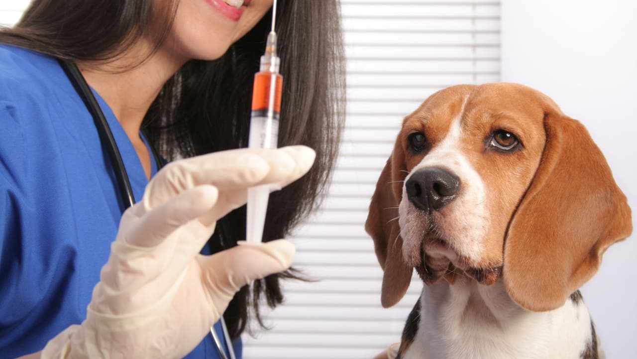 <b>¿Existe una vacuna contra la gripe canina? </b>Sí. La vacuna contra la influenza canina no es 100 % efectiva para prevenir la infección, pero reduce la probabilidad de contraer el virus y el riesgo de síntomas graves. Sin embargo, la mejor manera de prevenir la influenza canina es mantener a su perro en casa y lejos de otros perros, al menos durante las próximas semanas mientras el virus circula localmente. 
<br>