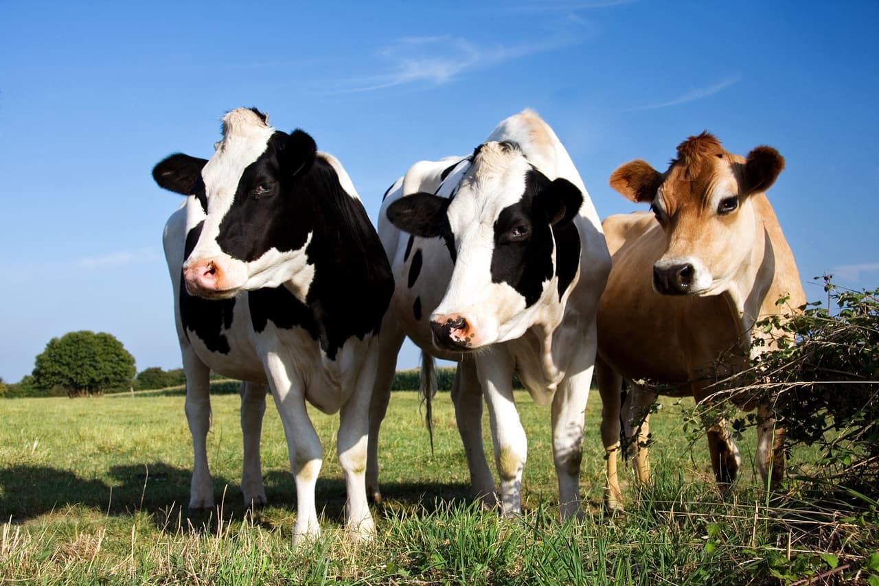 <b>Leche cruda: rica, pero peligrosa. </b>Si bien es cierto que el sabor de la leche que sale directamente de la vaca –sin calentar ni pasteurizar– es mucho más intenso, esta moda representa un problema de salud. La presencia de algunas bacterias presentes en la leche puede causar diarreas, vómitos o náuseas.