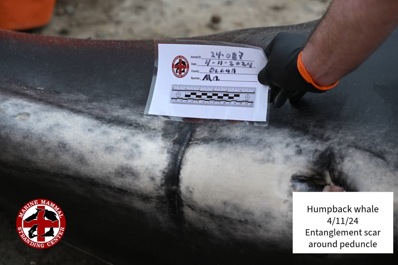 Un examen post mortem indicó que la ballena jorobada de casi 25 pies era un macho joven, y presentaba múltiples lesiones contundentes, entre ellas fractura de cráneo y vértebras.