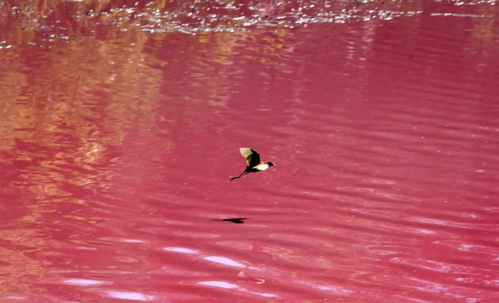 Autoridades ambientales de Paraguay investigan las causas de que un pequeño lago se tiñera de rojo, mientras los lugareños apuntan a efluentes de talleres de cuero que operan con ganado vacuno en sus orillas, observó la AFP.