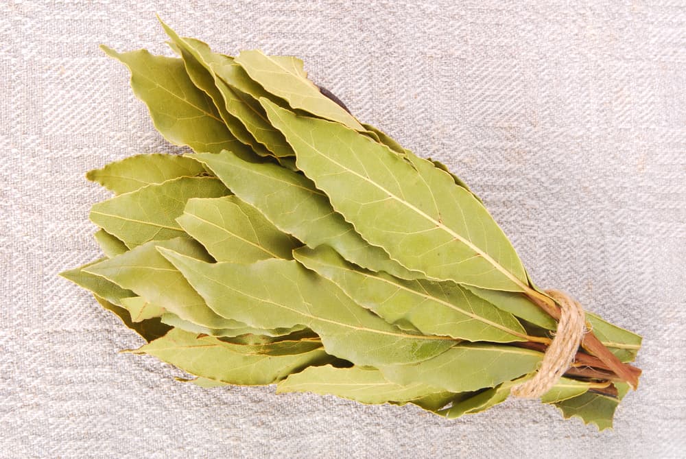 El laurel es considerada una hierba protectora y de purificación por excelencia, y se lleva como amuleto para repeler el mal y las fuerzas negativas. Tenerla en nuestros hogares nos sirve de protección contra todo mal.