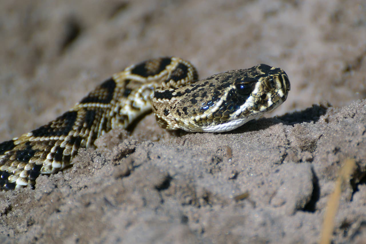 El North Carolina Poison Control recibe alrededor de 800 casos por año. Si una persona sufre una mordedura de una serpiente, haraña, u otras especies, puede llamarlos al 1-800-222-1222.