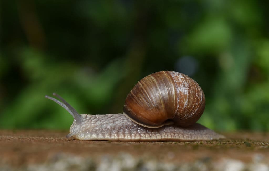 Los caracoles se han convertido en las mascotas favoritas en este 2020