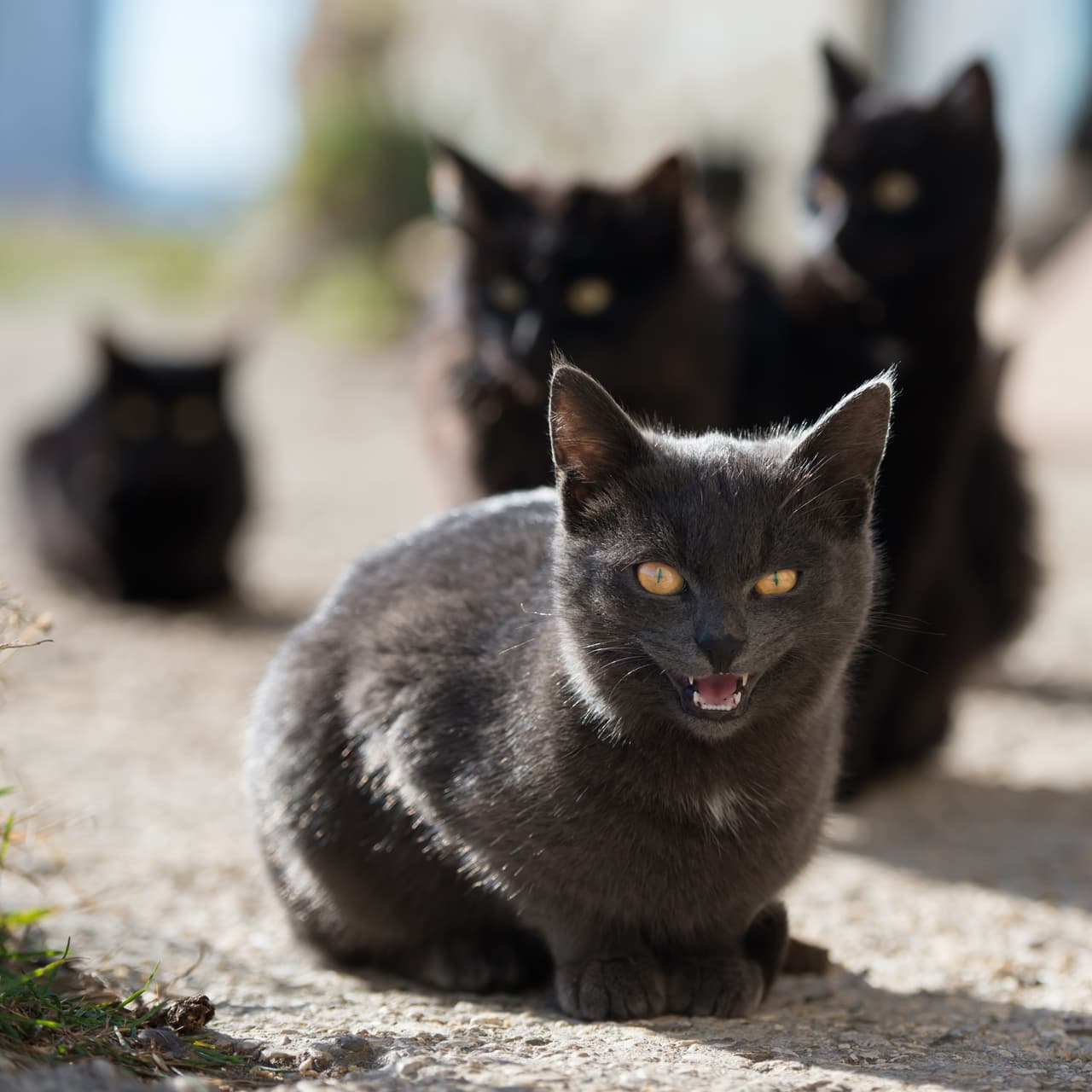 En el folclore de Reino Unido, los gatos negros simbolizan la buena suerte, pero las organizaciones de beneficencia dicen que son mucho más difíciles de domesticar que cualquier otro gato, sin saber exactamente cuál es el motivo de esto.