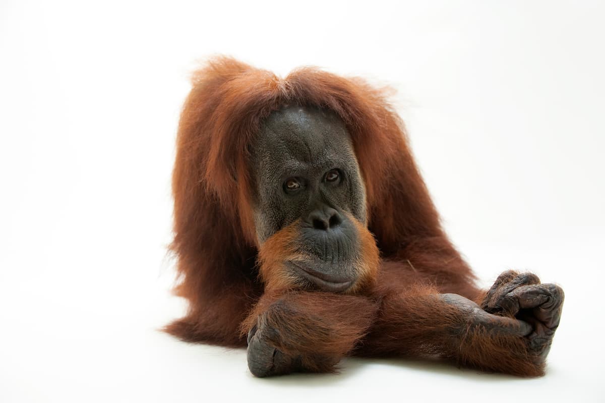 “Necesitamos cuidar este planeta y proteger los hábitats existentes. Hoy, cerca de un millón de especies están en peligro de extinción”, agregó Vitale sobre el proyecto 
<i><a href="https://www.printsfornature.com/index"><u>Prints for Nature</u></a></i>, que tiene a la venta estas fotografías en “calidad de museo”, impresas en papel 100% de algodón. En la fotografía, un orangután de sumatra, una especie en peligro crítico de extinción. 
<a href="https://www.instagram.com/joelsartore/?hl=en"><u>Fue tomada el zoológico Gladys Porter en Brownsville</u></a>, Texas.
<br>