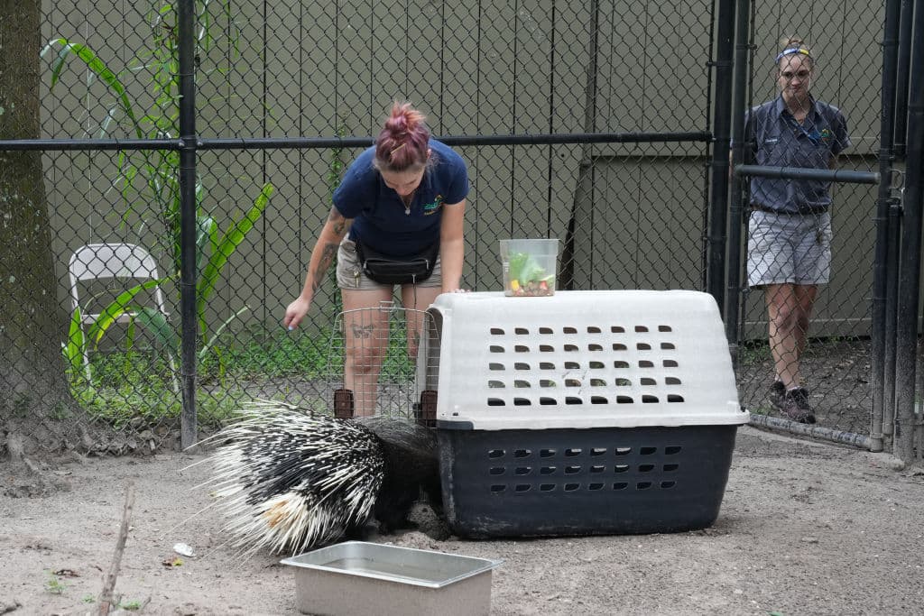 Tuvieron que colocar 
<b>pedazos de zanahoria y fresas</b> adentro de la jaula para que Chompers dejara de estar a la defensiva y cooperara con el proceso de evacuación del Zoo de Tampa.
