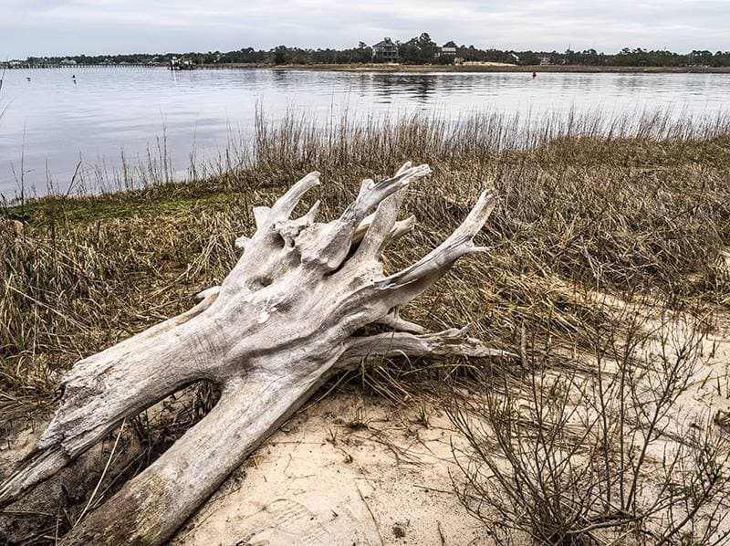 Ubicado en un área llena de historia y diversidad natural, el parque incluye un centro de visitantes con exhibiciones de su entorno. Más, 
<b><a href="https://www.ncparks.gov/carolina-beach-state-park/home" target="_blank">aquí</a></b>.