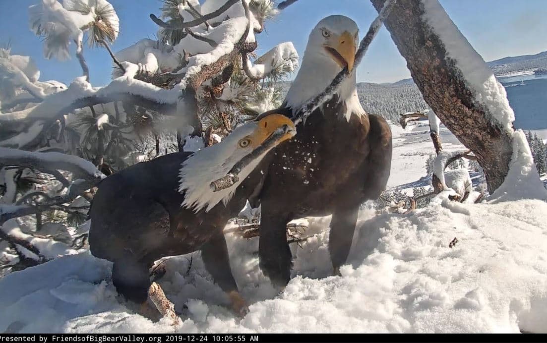 En 2018 una pareja de águilas se volvió viral cuando Los Amigos de Big Bear Valley y Big Bear Eagle Nest Cam dieron a conocer las imágenes de una cámara instalada en el nido de las imponentes aves en California.
<br>