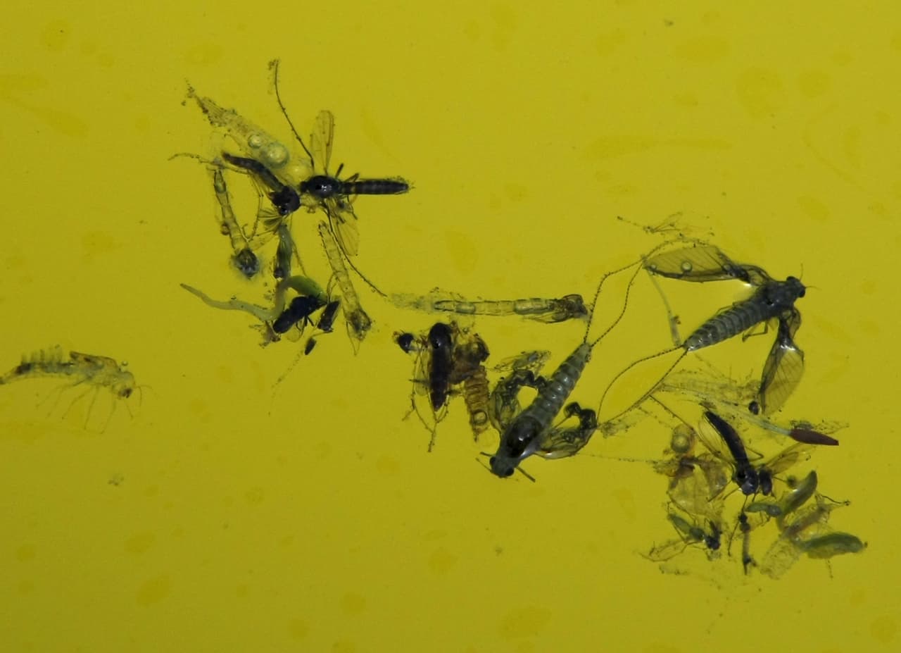 Según las autoridades de salud, “los mosquitos 
<a href="http://publichealth.lacounty.gov/media/westnile/">pueden reproducirse en cantidades muy pequeñas de agua</a>, incluso en tapas de botellas”.