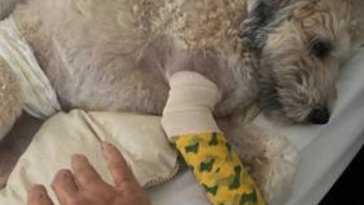 Una mujer y su perrito Standly son atacados por dos perros pitbull en un vecindario de Phoenix