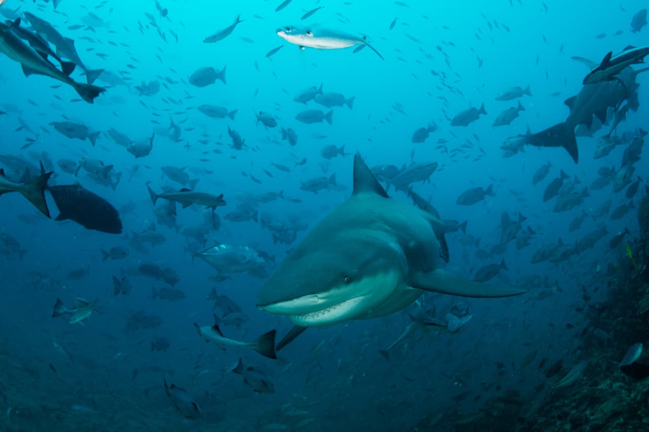 Si donde nadas notas que los peces y demás fauna marina se comienza a comportar de forma errática, sal del agua de inmediato. Es posible que eso sea señal de que detectaron que se aproxima su depredador, y no quieres quedarte para confirmarlo.