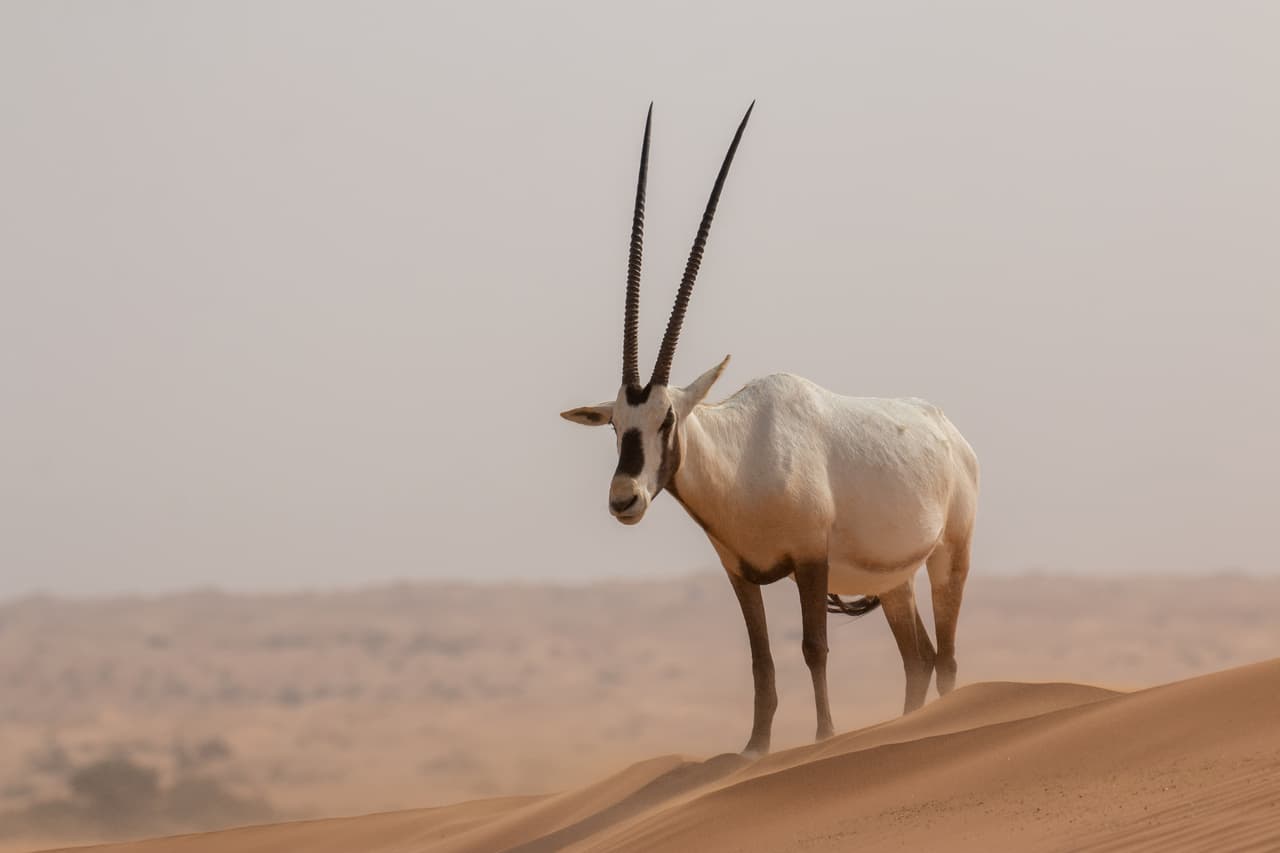 <h3 class="cms-H3-H3">Órix árabe</h3>
<br>
<br>Gracias a su 
<a href="https://www.univision.com/temas/genetica">genética</a>, este animal se adapta al desierto con facilidad debido a que puede pasar largos periodos sin agua. Lamentablmente, la caza activa en busca de su carne, piel y cuernos ha provocado que esta especie haya desaparecido en estado salvaje en la década de 1970. Desde entonces, esfuerzos ambientalistas han logrado reintroducir a esta especie en Israel, Omán, Arabia Saudita, Jordania y los Emiratos Árabes Unidos. 
<b>En la actualidad, se estima que más de 1,200 órix árabes viven en estado salvaje y otros 6,000 en cautiverio.</b> Gracias a esto, el estado de esta especie ha pasado de "en peligro" a "vulnerable" en 2011.