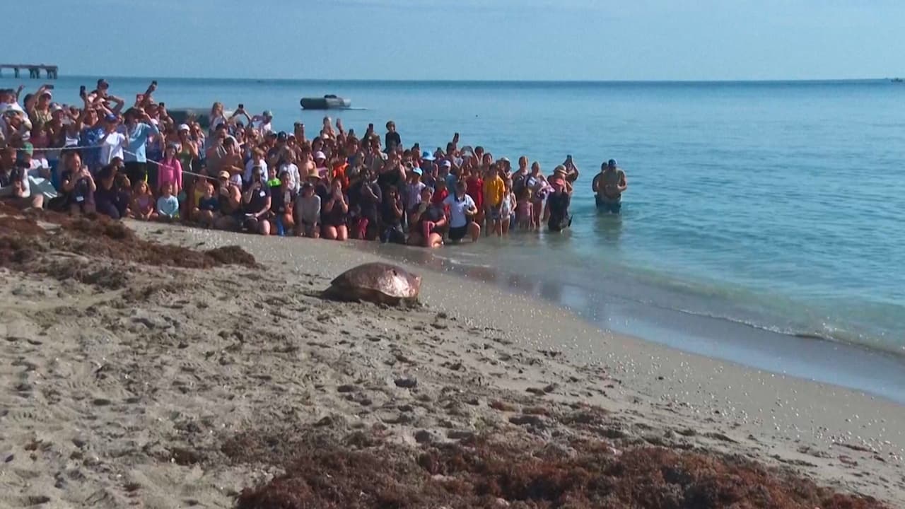 La historia de Pennywise: la tortuga gigante que volvió al mar tras sobrevivir a un accidente en Florida