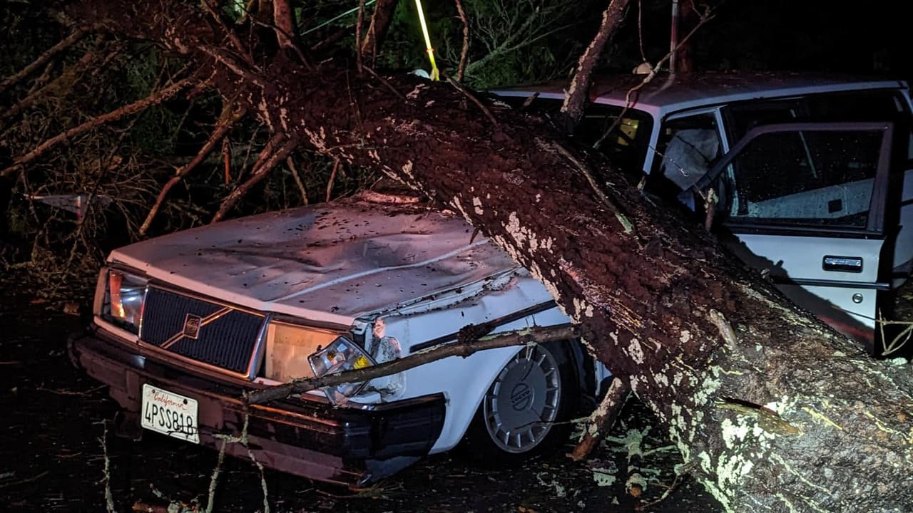 Un árbol cayó sobre un auto en la Avenida Bodega de Sebastopol. Ante las lluvias que vienen, la policía local pidió a tener cuidado. Mira los detalles.