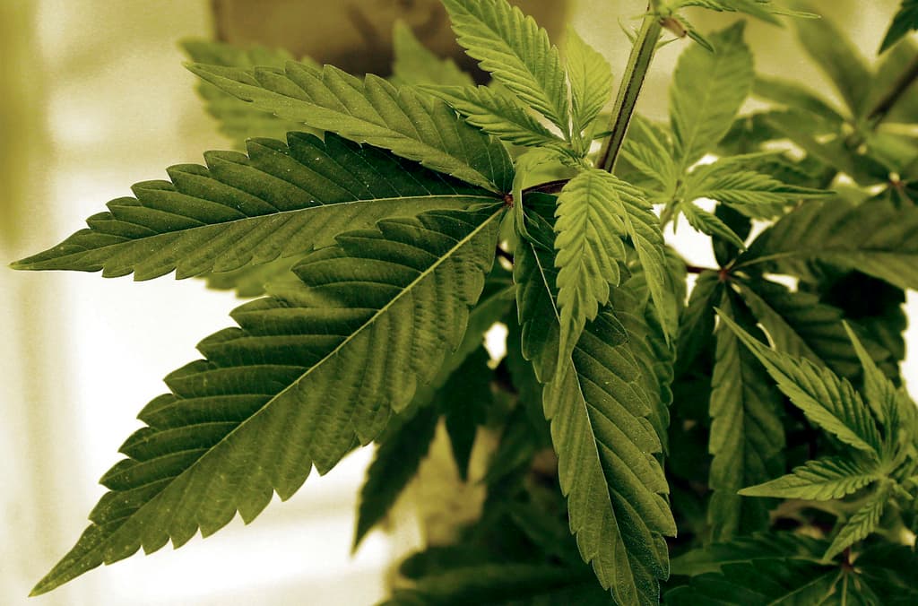 Consumo diario de marihuana eleva el riesgo de ataque al corazón, alertan expertos