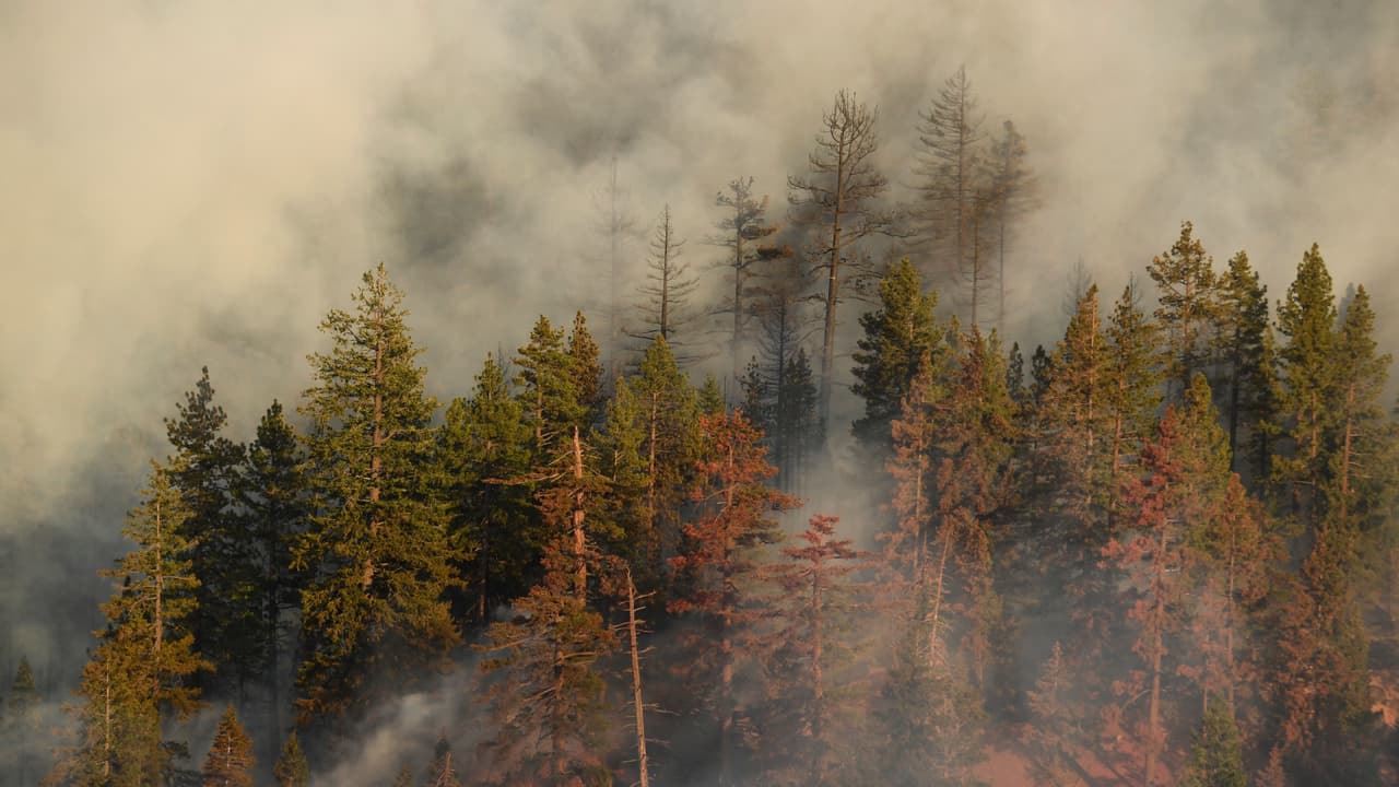 Los incendios Dixie, Lava, Cache, 
<b><a href="https://www.univision.com/local/sacramento-kuvs/incendio-caldor-crece-a-65-000-acres-y-amenaza-al-condado-amador-video">Caldor,</a></b> Antelope, siguen arrasando los bosques del norte de California. El siniestro Dixie deja cientos de pérdidas en 5 condados de California de acuerdo al sitio del 
<a href="https://twitter.com/NWSHanford/status/1428234955449008134/photo/1" target="_blank">Departamento de Bomberos</a> del estado.