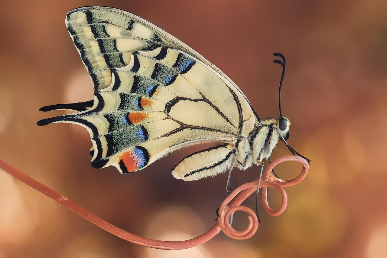 <b>‘Cola de golondrina’</b>. Ganadora en la categoría 'mariposas y polillas'. Una toma de la hermosa ‘Mariposa del Viejo Mundo’, recién nacida de la crisálida y esperando que sus alas se sequen antes de su primer vuelo.