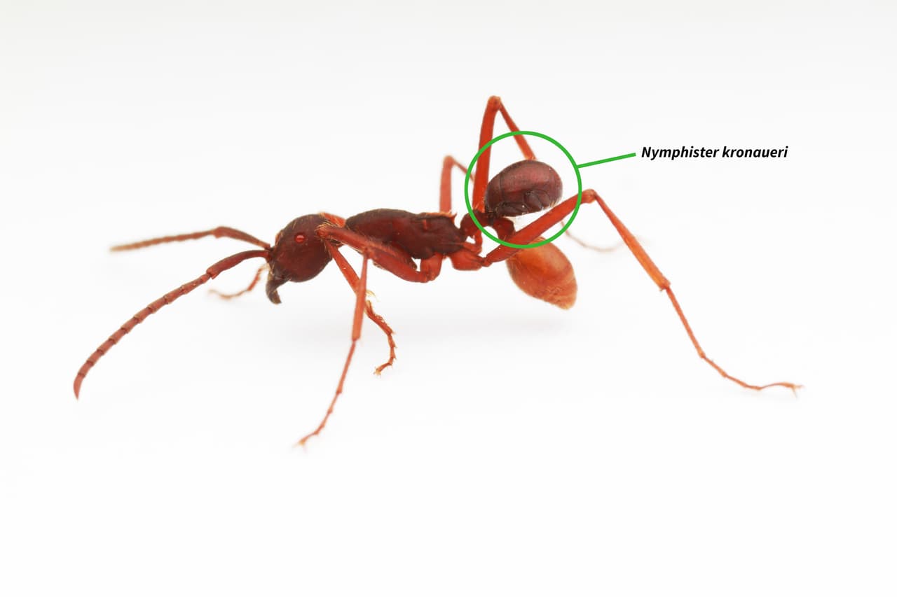 Nymphister kronaueri. Un escarabajo diminuto, de 0.05 pulgadas (1,5 milímetros) encontrado en Costa Rica vive camuflado sobre el abdomen de una hormiga nómada, que tiene su mismo tamaño.