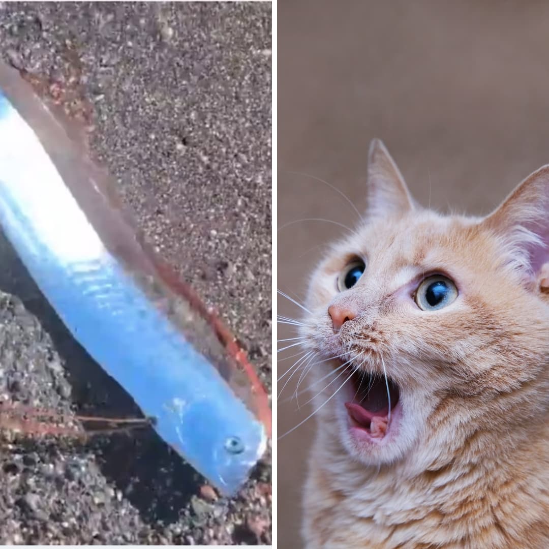 Pez remo aparece en playa de México y muchos aseguran que es una señal de un desastre natural