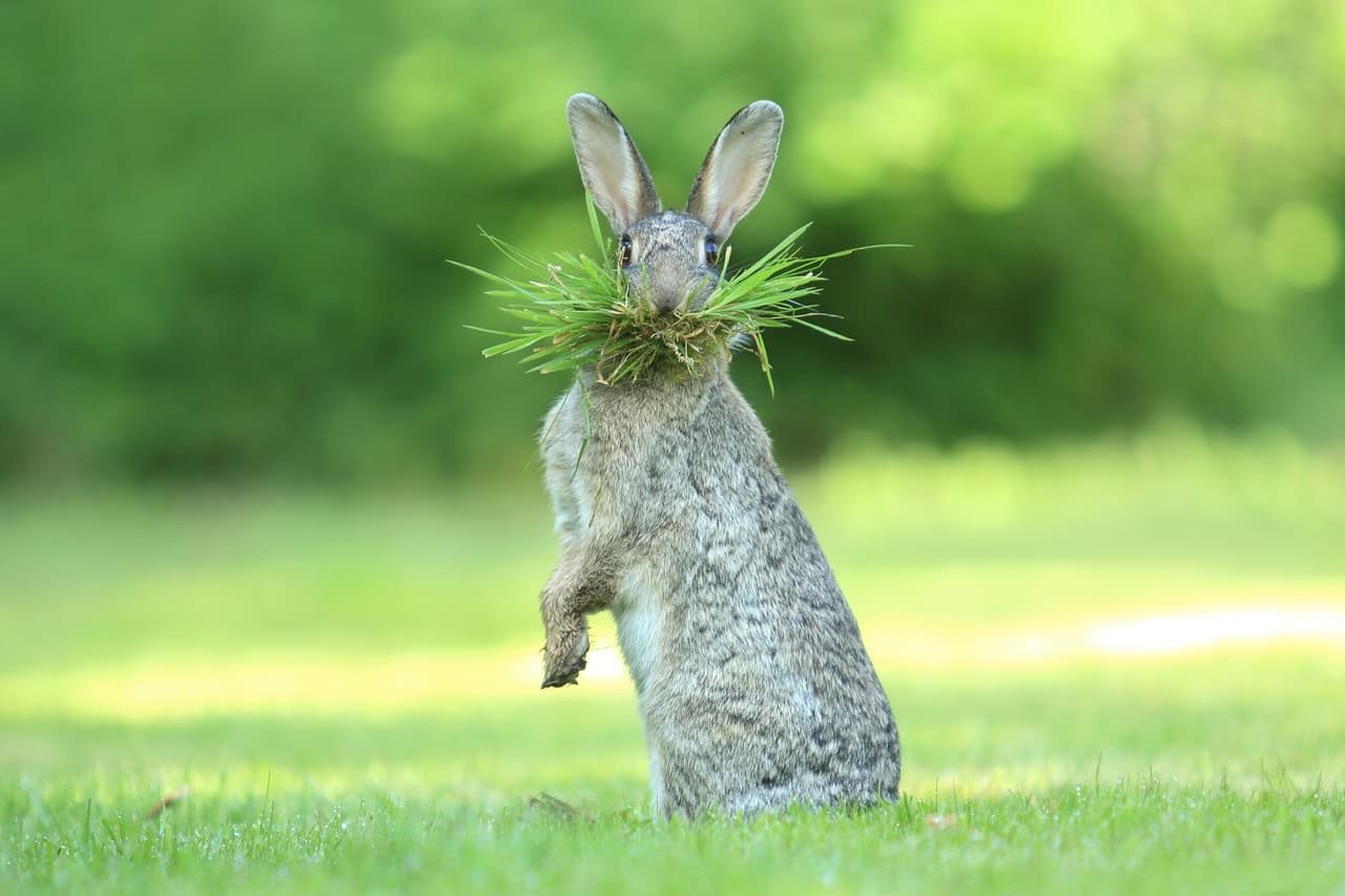 Un conejo salvaje se hace una barba de monte mientras recoge material para su nido en Flandes, Bredene, Bélgica. 
<br>
<b>Olivier Colle / CWPA / Barcroft</b>