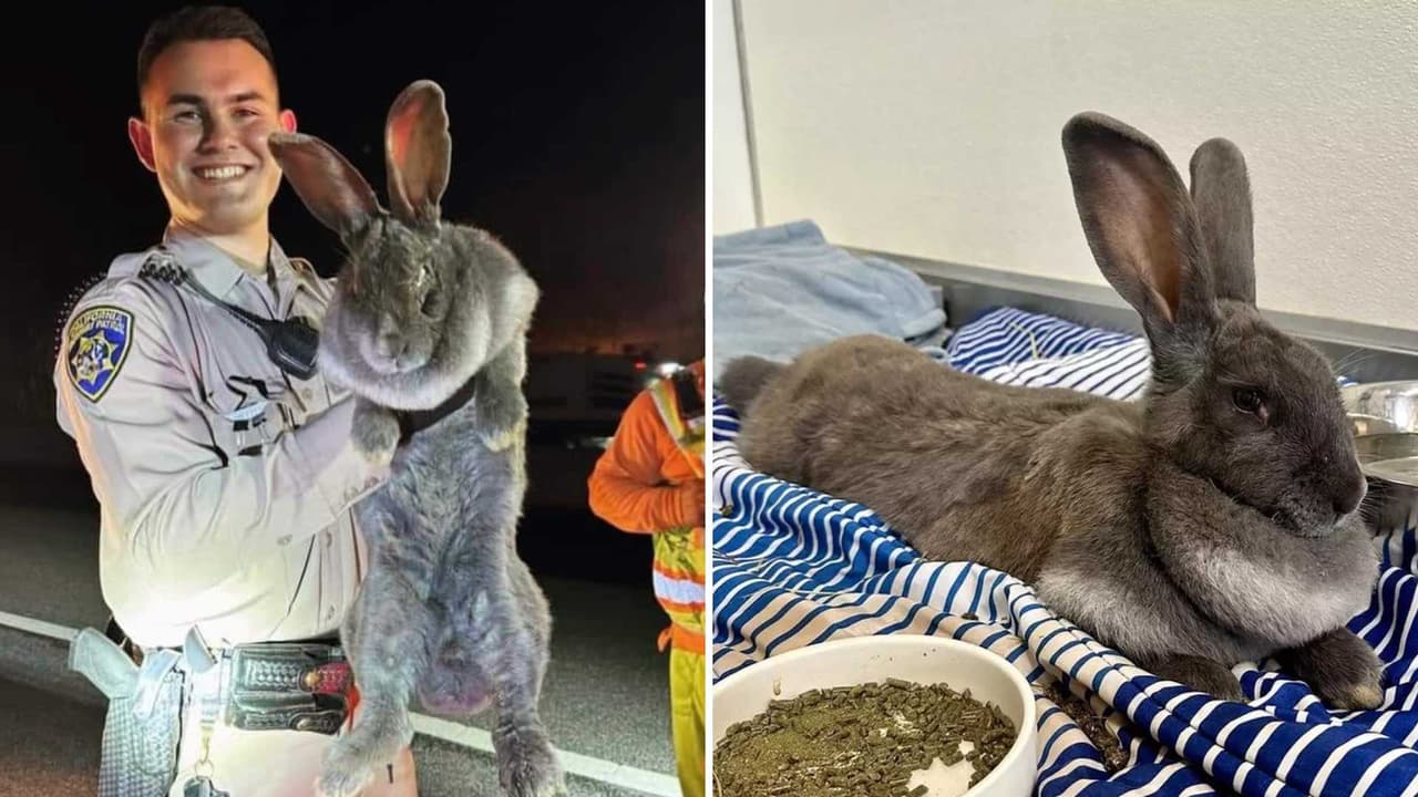 Rescatan conejo gigante que andaba saltando en autopista de California