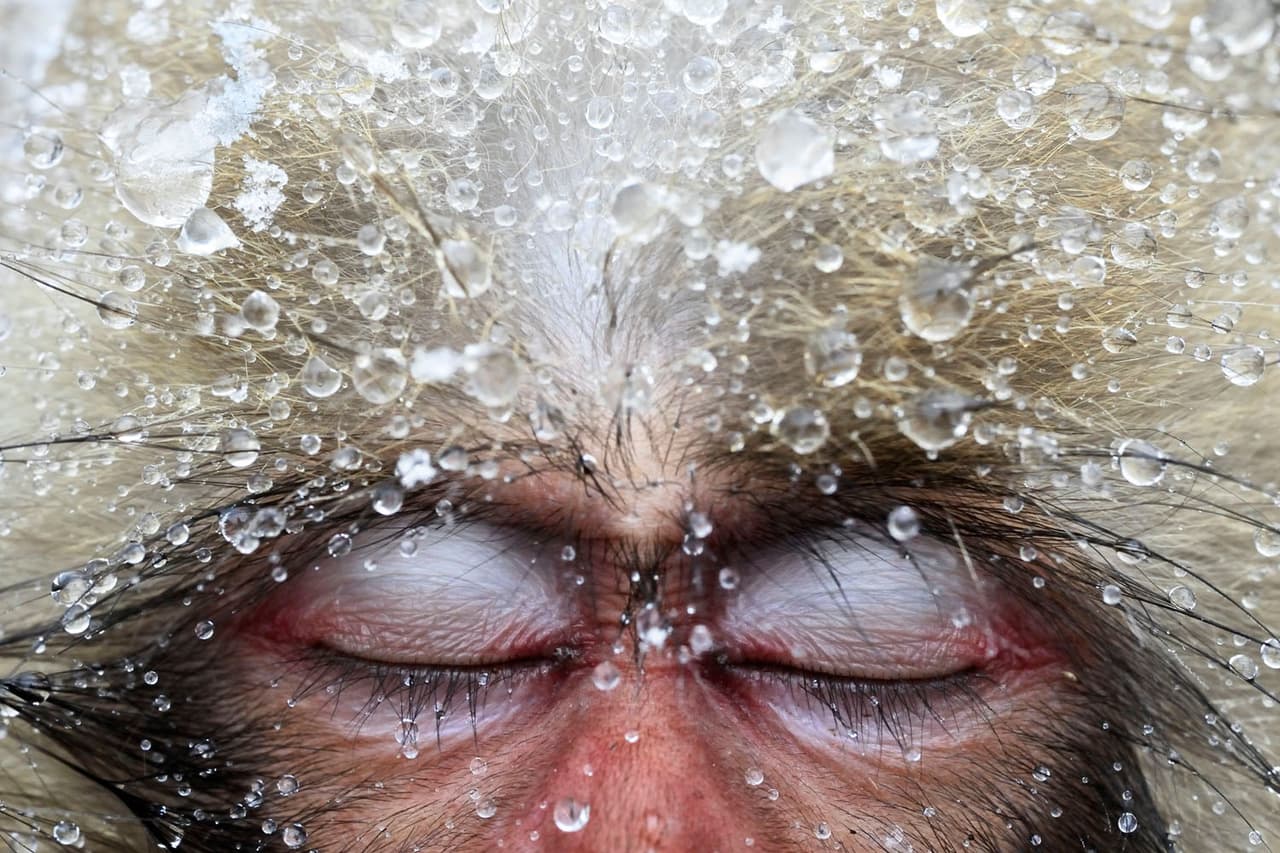 <b>‘Jóvenes macacos japoneses’</b>
<br>
<br>Esta foto fue tomada en la la isla de Honshu, Japón, donde estos simios se reúnen en piscinas de aguas termales para mantenerse calientes y socializar. Mientras se relajaba, este macaco tenía la cabeza cubierta de nieve fresca. 
<br>
<br>“Es un gran honor cuando un animal confía en un humano lo suficiente como para quedarse dormido frente a él”, explica el autor.
<br>