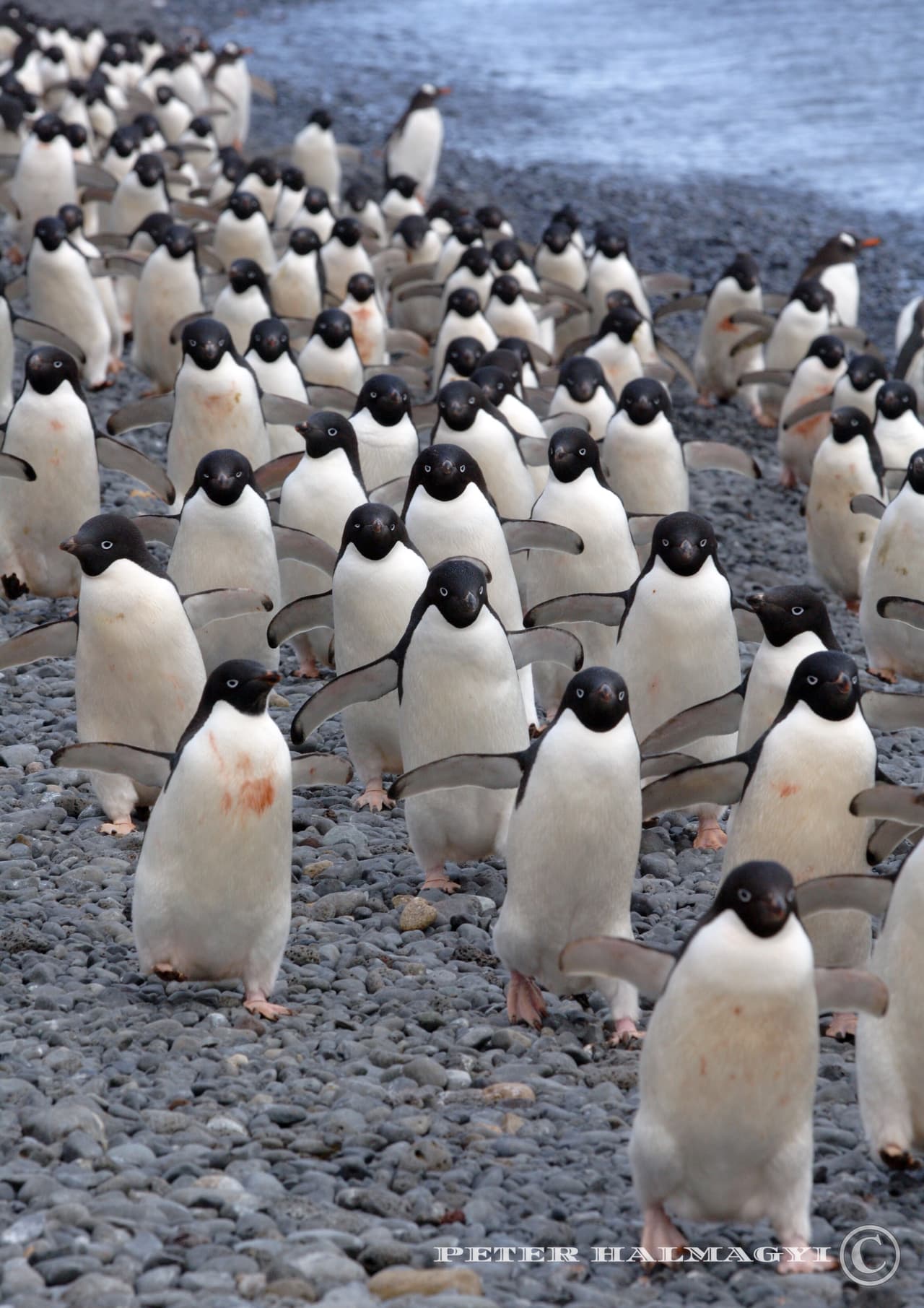 Si bien los pingüinos son el animal más identificado con la antártida - todos aprendemos de chicos que los osos polares están al norte y los pingüinos al sur-. De las 17 especies de estas aves no voladoras, solo seis se encuentran en la Antártida.