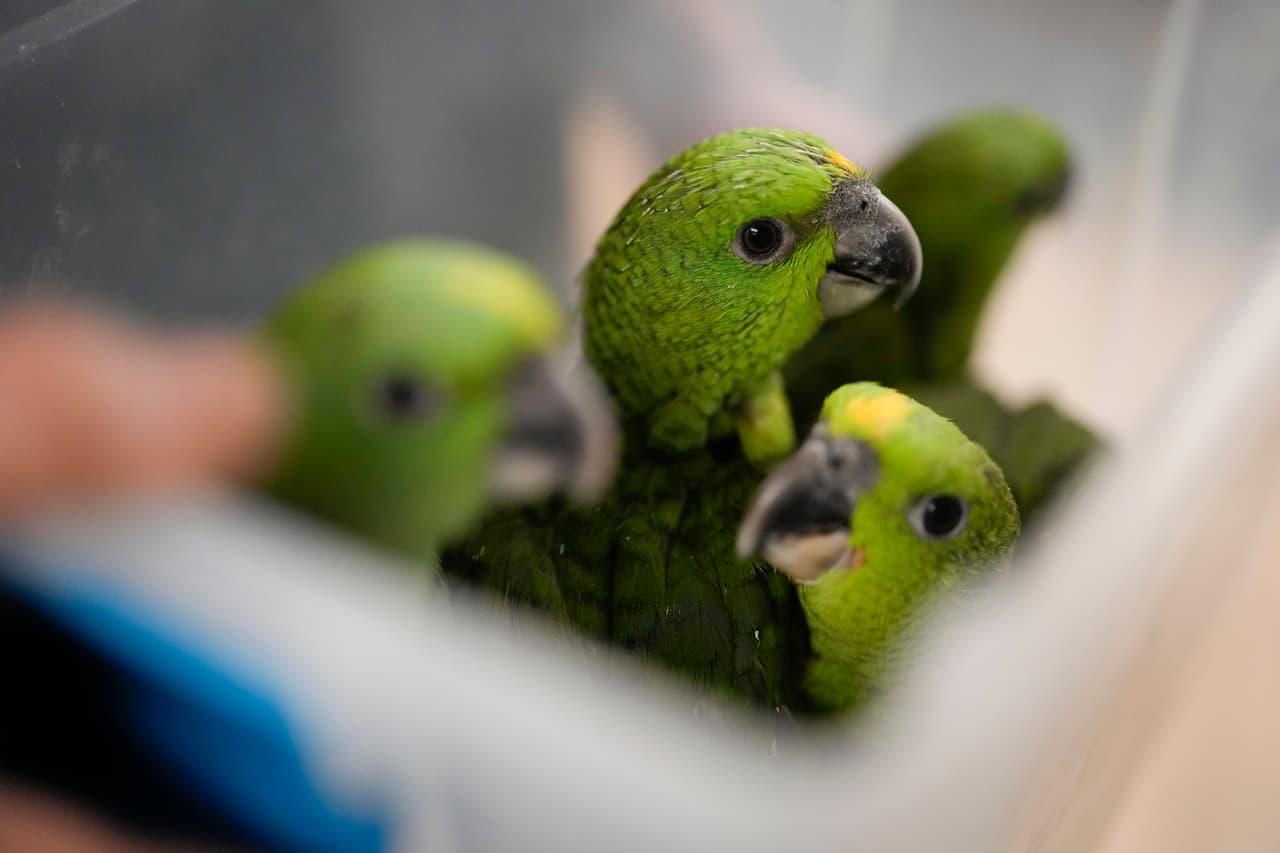 Allí están criando a los 24 loros que sobrevivieron, mientras les buscan un hogar a largo plazo. 
<br>