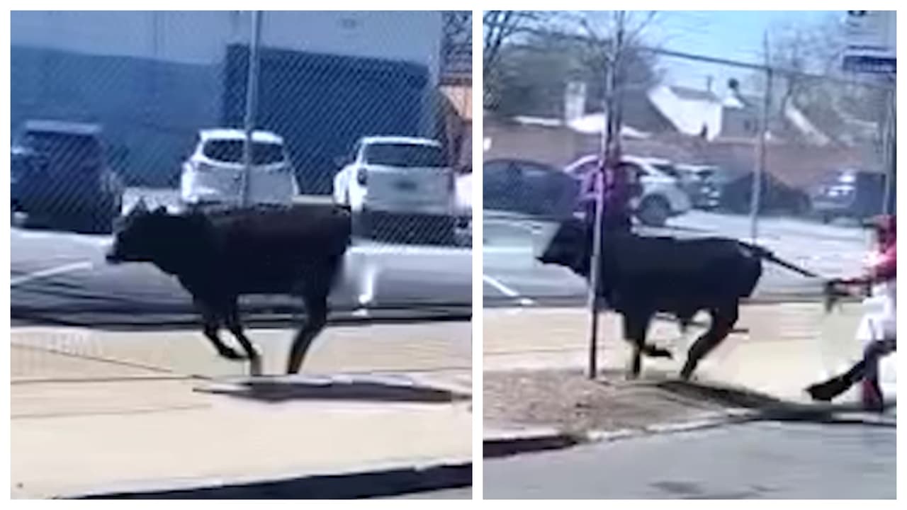 Vaca prófuga de Brooklyn recibe ‘perdón’ de su matadero gracias a esta carrera