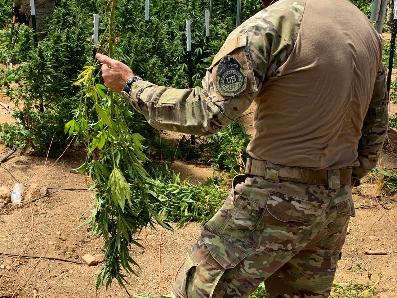 De maestro a importante distribuidor de marihuana: ahora pasará 7 años en prisión