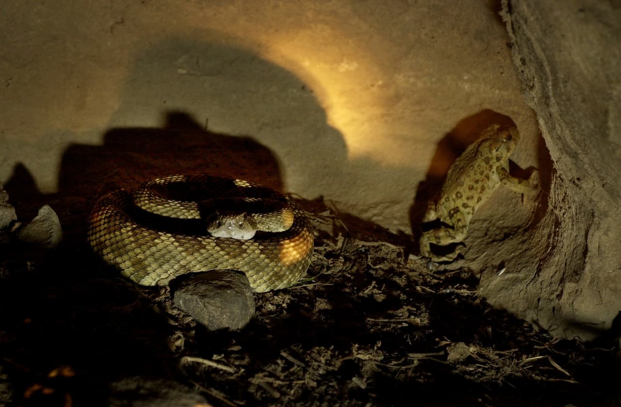 Nunca andes descalzo ni uses sandalias cuando camines por áreas silvestres y con matorrales. Las serpientes de cascabel sobresaltadas pueden no sonar antes de atacar defensivamente.