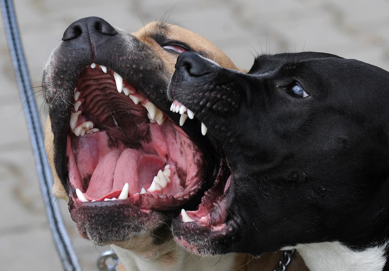 Un bebé recién nacido muere tras el ataque de un perro que había sido adoptado por sus papás