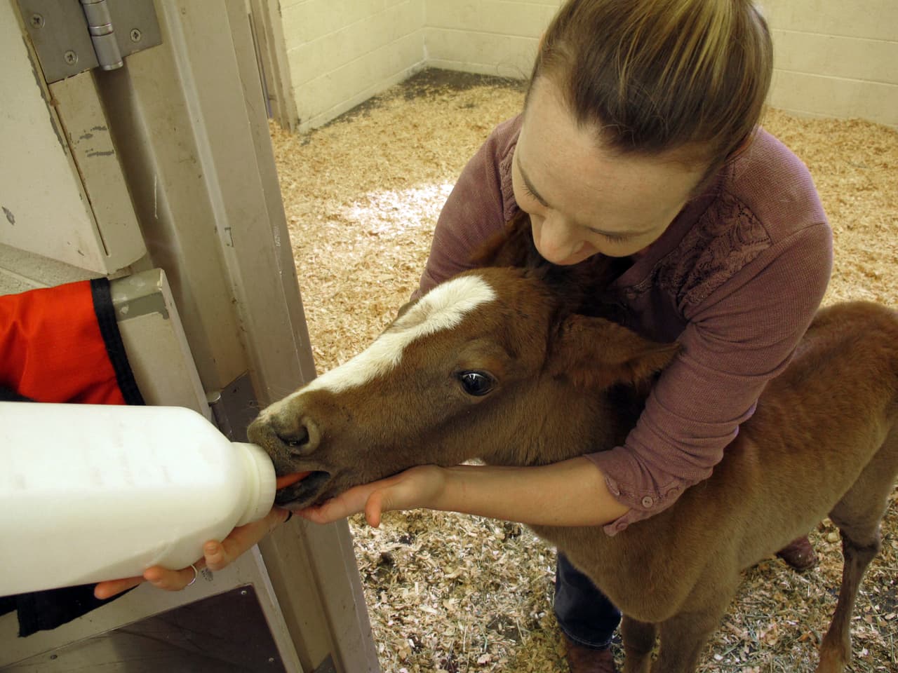 Erin Hisrich, propietaria de una Clínica Veterinaria alimenta con biberón a un potro que casi muere por deshidratación en Flagstaff, Arizona, a pocas millas donde fueron encontrados los caballos muertos.