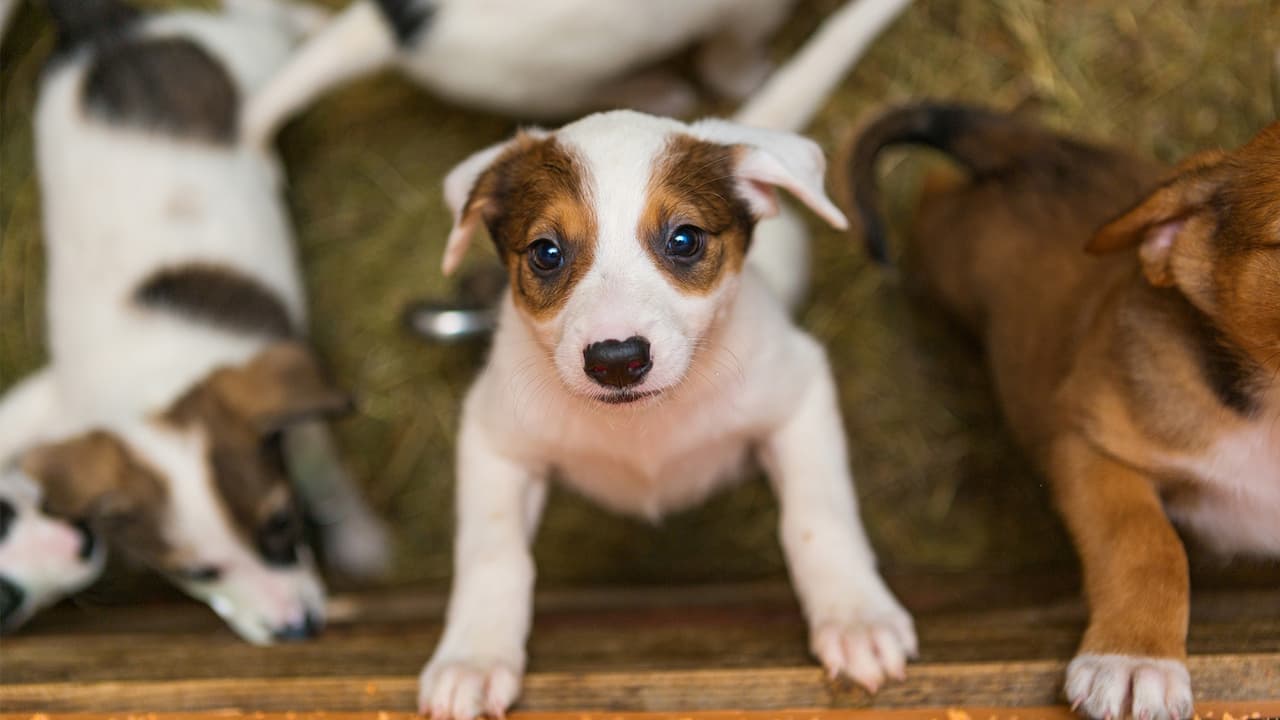 Amenaza provoca la evacuación de un refugio de animales al sur de Phoenix
