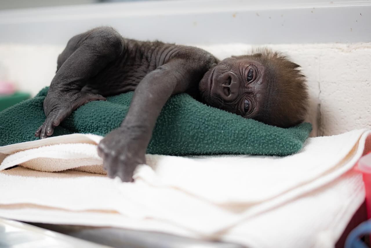 La dura vida de la bebé gorila Jameela del Fort Worth Zoo: Su mamá la rechazó y viajará a Ohio en busca de ser aceptada